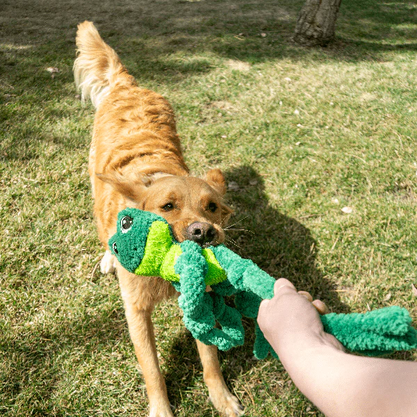 KONG Knots Frog Dog Toy - Image 2