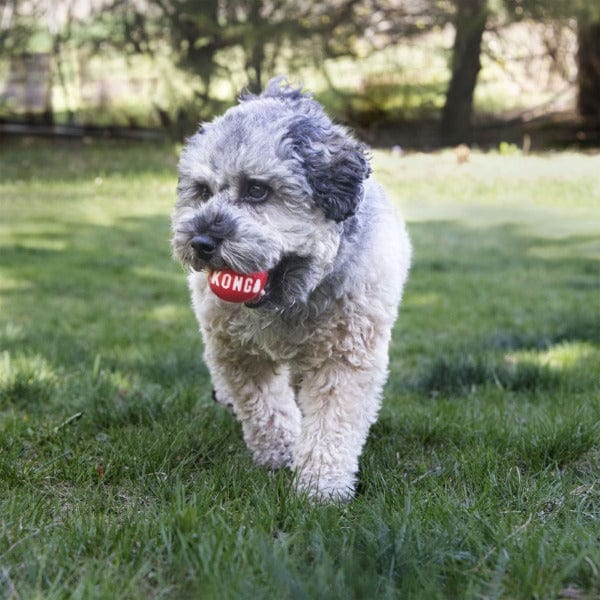 KONG Signature Ball 2-Pack Dog Toy - Image 2