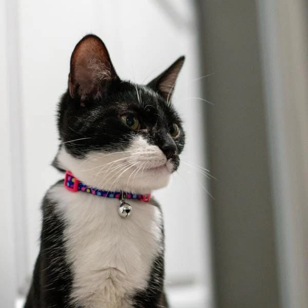 Li'l Pals Adjustable Breakaway Kitten Collar - Image 3