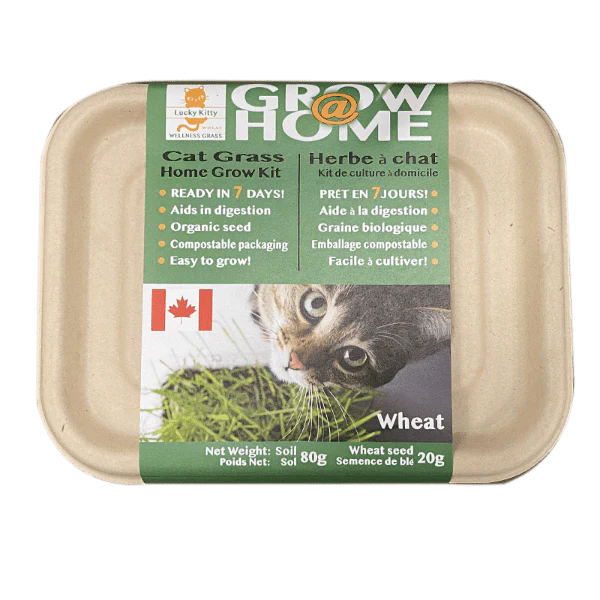 Lucky Kitty Grow @ Home Cat Grass Home Grow Kit; Wheat