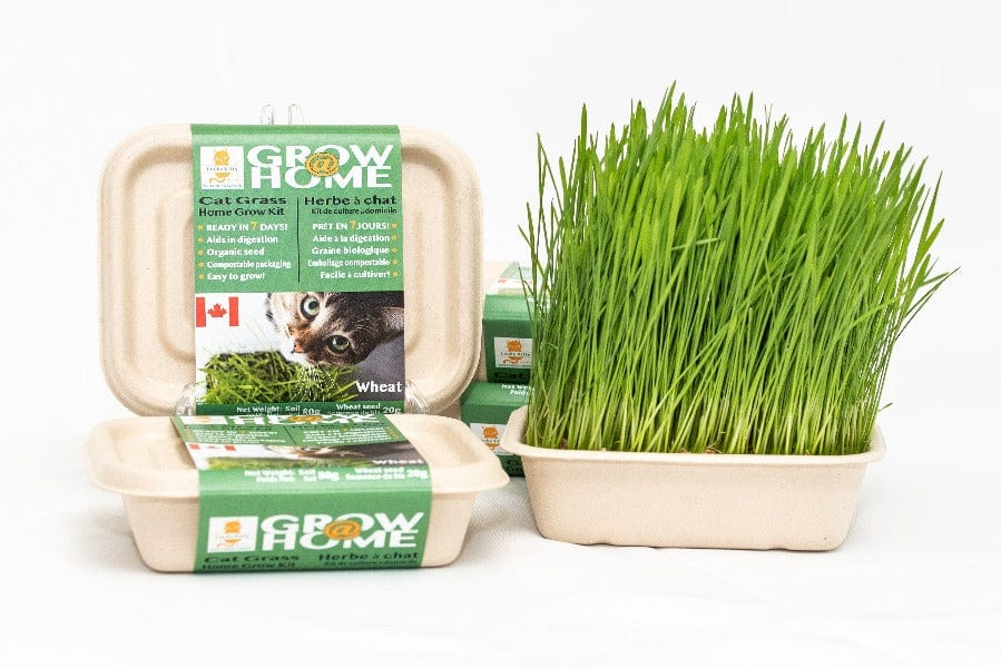 Lucky Kitty Grow @ Home Cat Grass Home Grow Kit; Wheat - Image 2