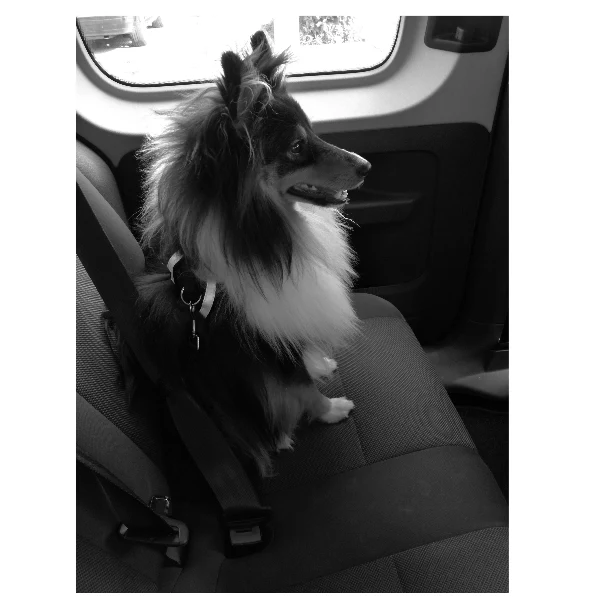 M-PETS Secura Safety Car Harness - Image 5