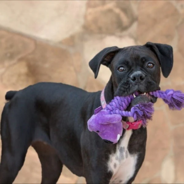 Multipet Rope Body Loofa Dog Toy - Image 2