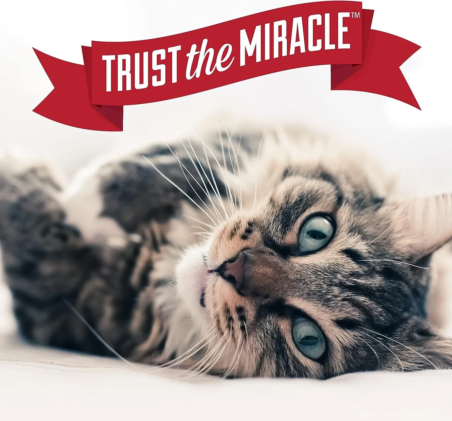 Nature's Miracle Urine Destroyer Plus for Cats - Image 6