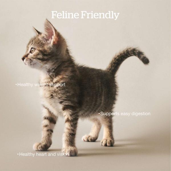 Now Fresh Fish Recipe Adult Dry Cat Food, 8 lb - Image 3