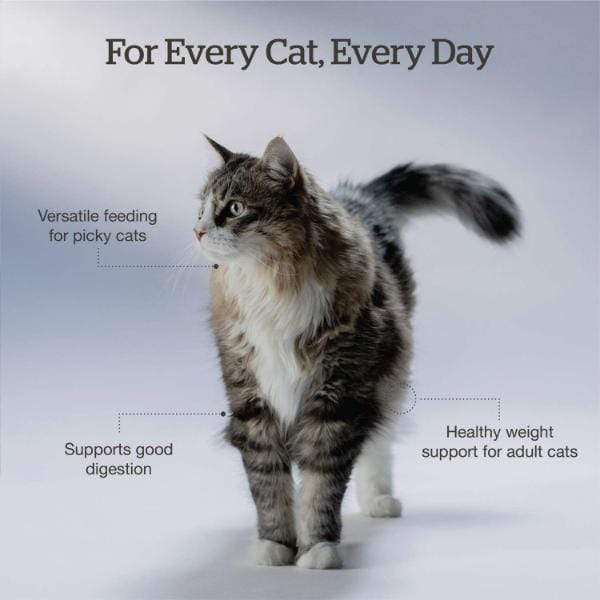 Now Fresh Good Gravy Chicken Recipe Adult Dry Cat Food - Image 4