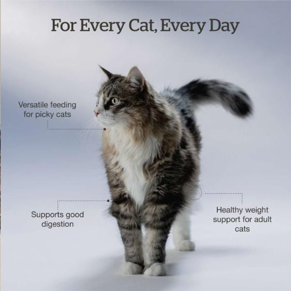 Now Fresh Good Gravy Salmon Recipe Adult Dry Cat Food - Image 4