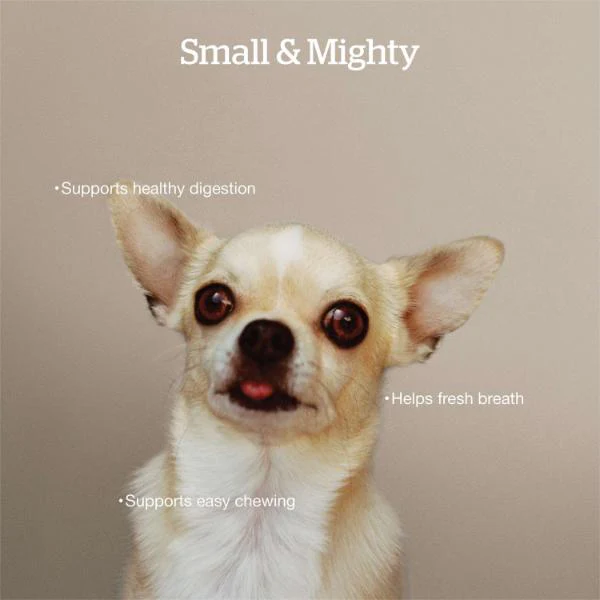 Now Fresh Good Gravy Salmon Recipe Small Breed Adult Dry Dog Food - Image 3