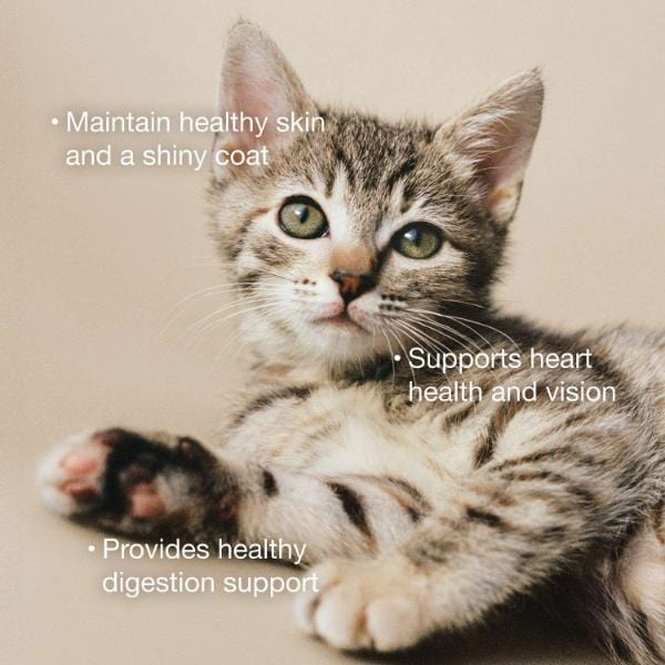 Now Fresh Tuna & Salmon Pâté Grain-Free Wet Cat Food - Image 3