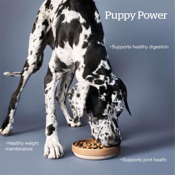Now Fresh Turkey, Salmon & Duck Recipe Large Breed Dry Puppy Food, 25lb - Image 3