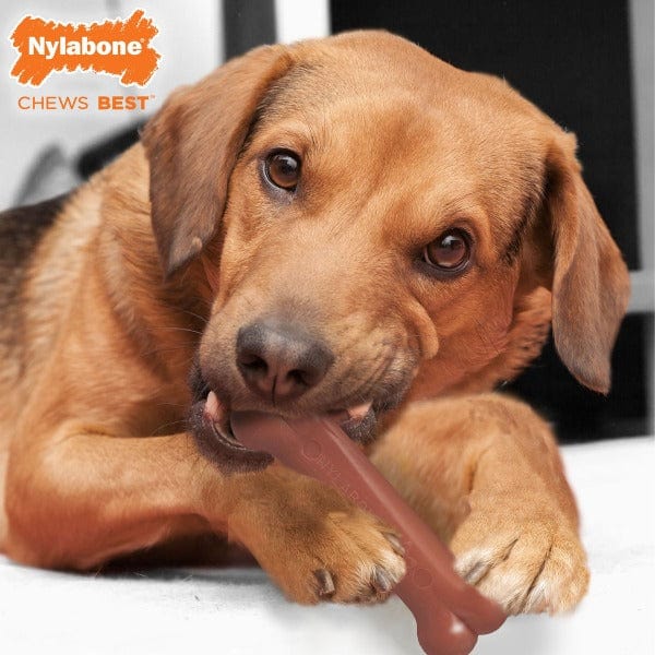 Nylabone Power Chew Bacon & Chicken Durable Dog Chew Toy Pack - Image 8