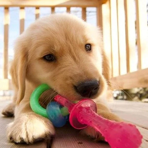 Nylabone Puppy Teething Pacifier - Image 2
