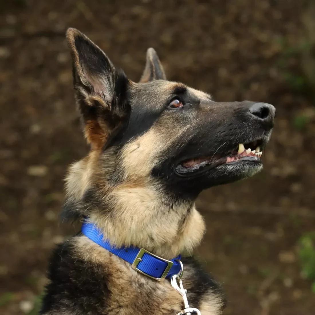 Coastal Single-Ply Dog Collar - Image 2