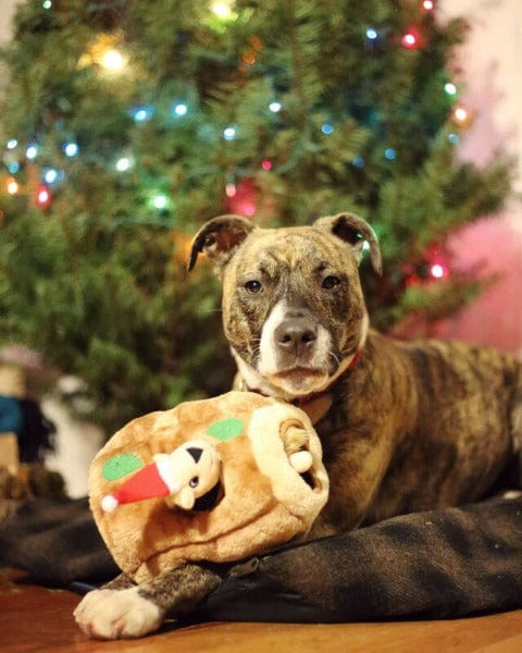 Outward Houndz Hide-a-Squirrel Holiday Dog Toy - Image 3