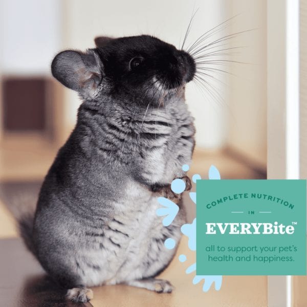 Oxbow Essentials Chinchilla Food - Image 2