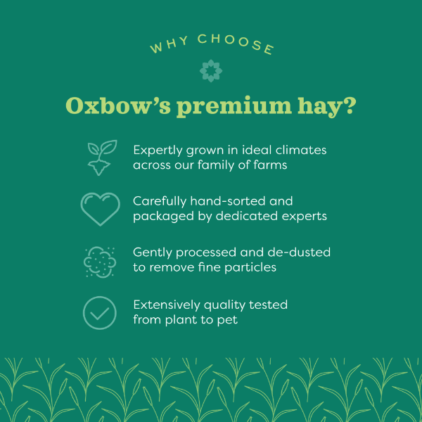 Oxbow Organic Meadow Hay - Image 7
