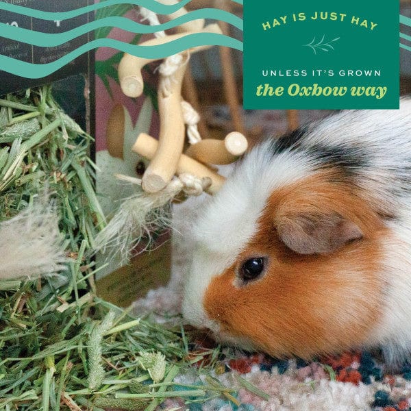 Oxbow Prime Cut Hay; Soft & Lush - Image 3