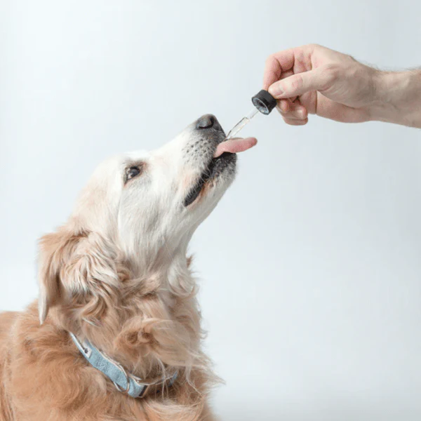 Pawtanical PawDaily Full Spectrum Health Oil For Pets - Image 5