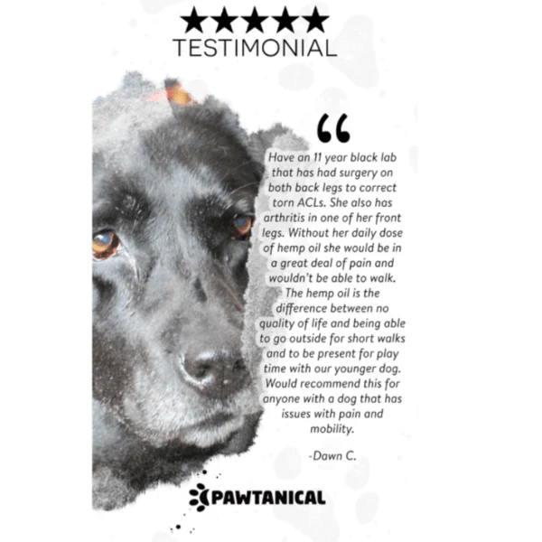 Pawtanical PawDaily Full Spectrum Health Oil For Pets - Image 7
