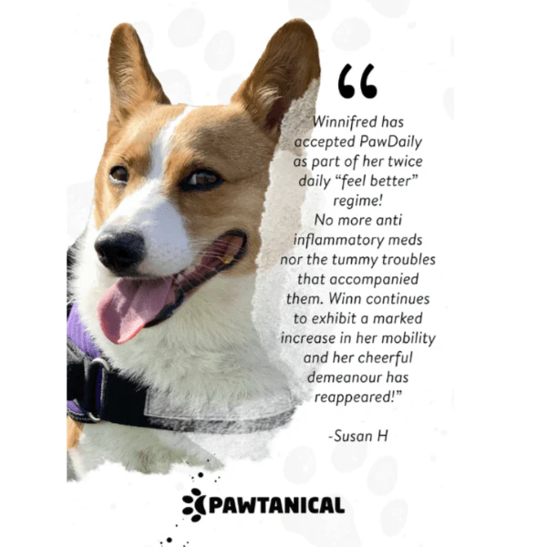 Pawtanical PawDaily Full Spectrum Health Oil For Pets - Image 8