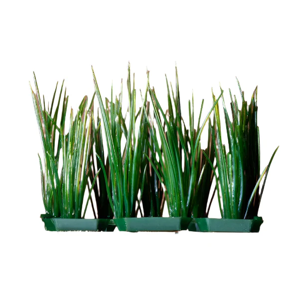 Penn Plax Foreground Plastic Plant; available in different styles - Image 2