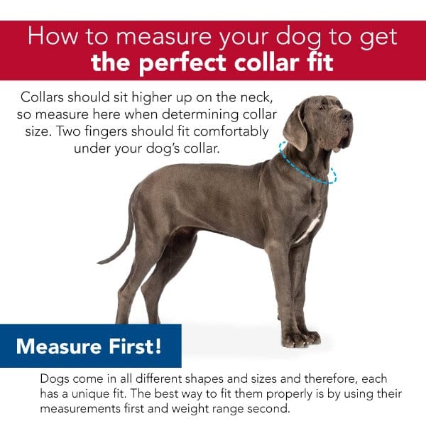 Styles Adjustable Dog Collar - Image 2