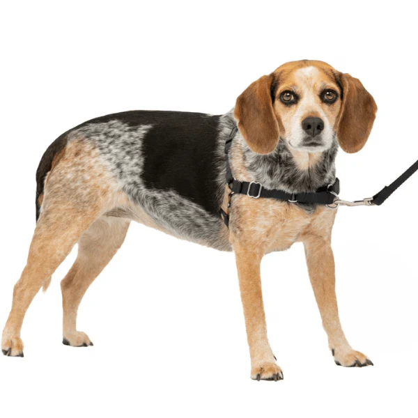 PetSafe Easy Walk Harness with Lead - Image 8