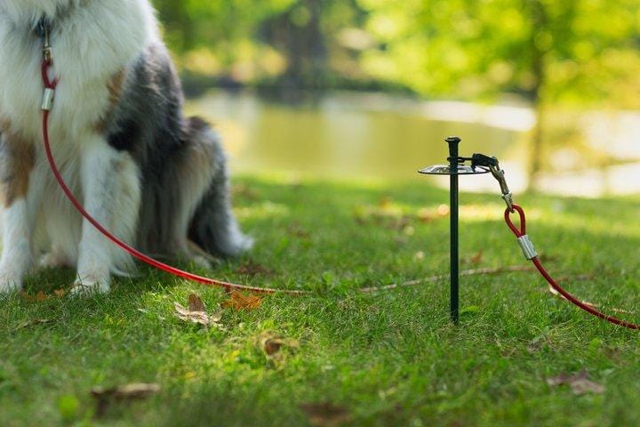 Prevue Pet Products Dog Tie Out Cable; Medium Duty - Image 3
