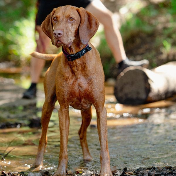 Rogz Airtech Classic Dog Collar - Image 2
