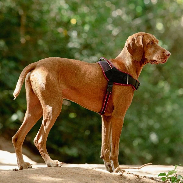 Rogz Airtech Sport Dog Harness - Image 2