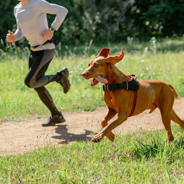 Rogz Airtech Sport Dog Harness - Image 3