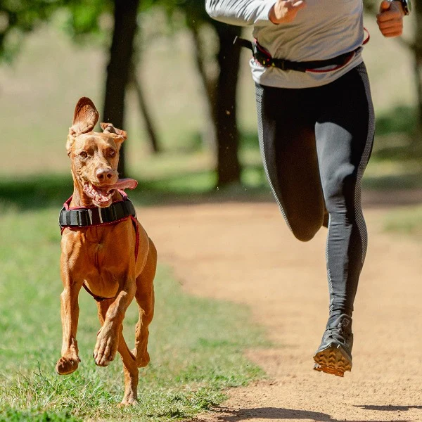 Rogz Airtech Sport Dog Harness - Image 4
