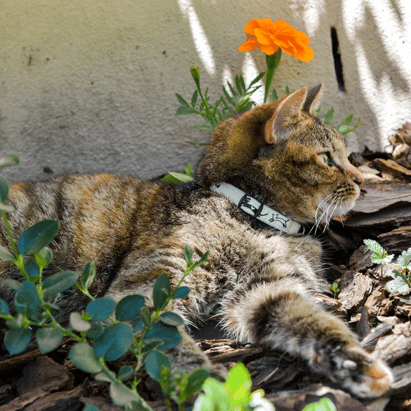 Rogz GlowCat Safety Release Collar - Image 2
