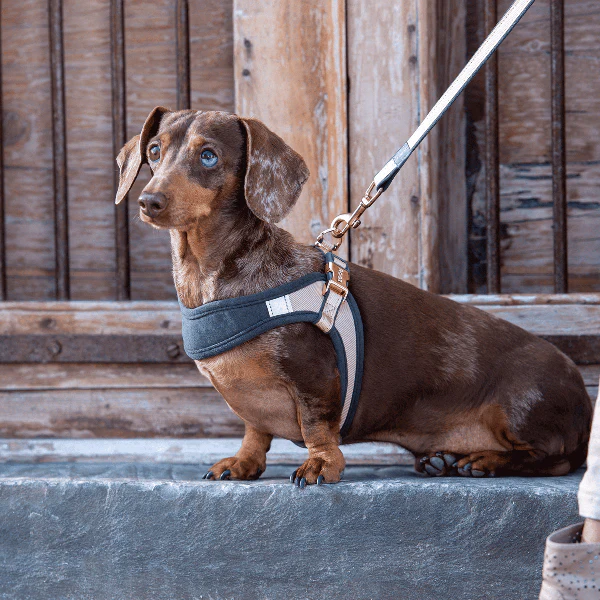 Rogz Urban Fast Fit Adjustable Dog Harness - Image 2