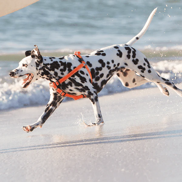 Rogz Utility Step-In Dog Harness - Image 2
