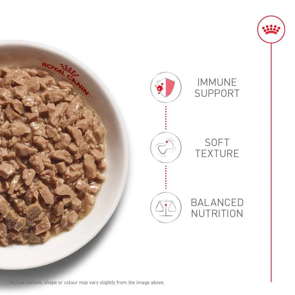 Royal Canin Kitten Thin Slices in Gravy Canned Cat Food 12 Pack - Image 2