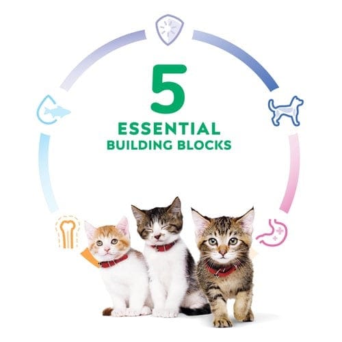Science Diet Kitten Chicken Recipe Dry Cat Food - Image 6