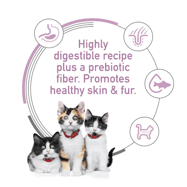 Science Diet Kitten Sensitive Stomach & Skin Salmon and Brown Rice Recipe Dry Cat Food, 3.5lb - Image 2