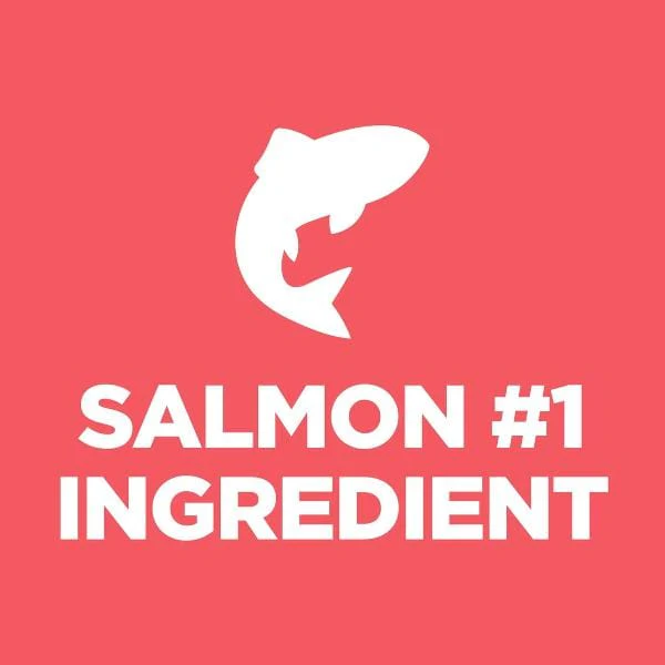 Science Diet Kitten Sensitive Stomach & Skin Salmon and Brown Rice Recipe Dry Cat Food, 3.5lb - Image 4