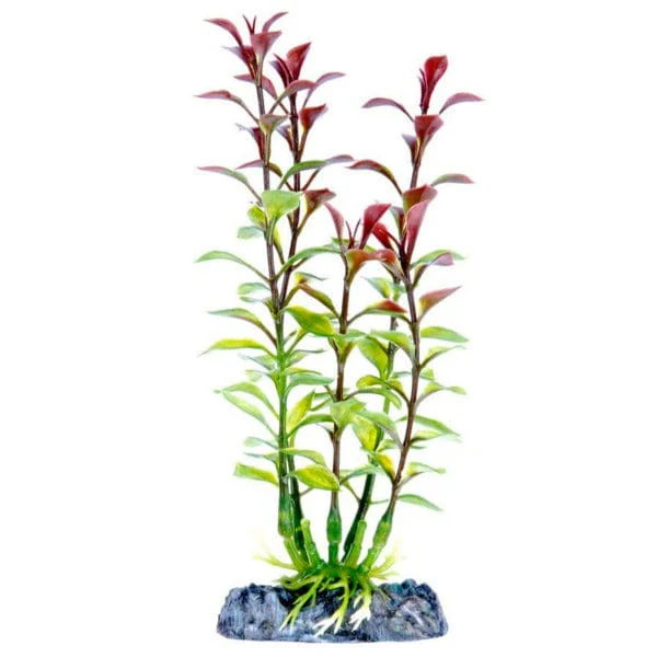 Sinker Plant Blooming Ludwigia Red Small
