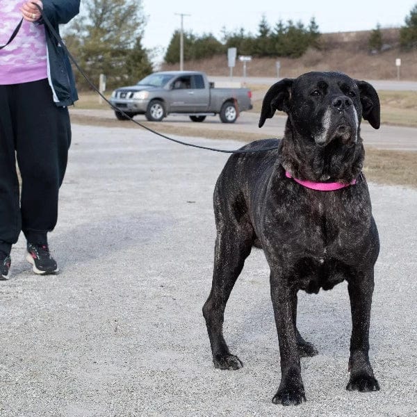Train Right! Cotton Web Dog Training Leash - Image 2