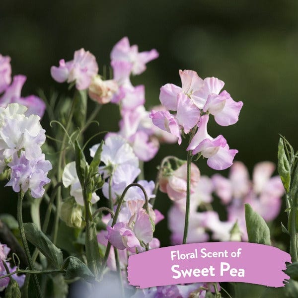 Tropiclean Sweet Pea Tangle Remover Spray - Image 4