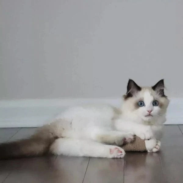 Turbo Natural Cat Toys; Fish - Image 2