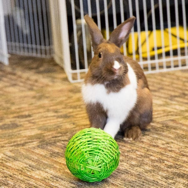 Ware Bell Ball Toy for Small Pets - Image 2
